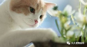 宠物猫整天外出怎么办啊