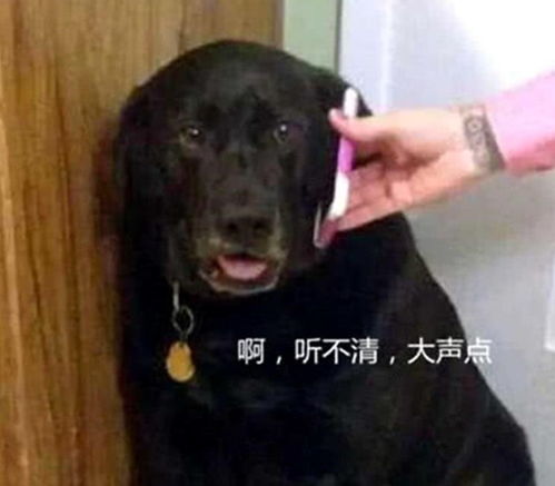 宠物狗不听主人话怎么办