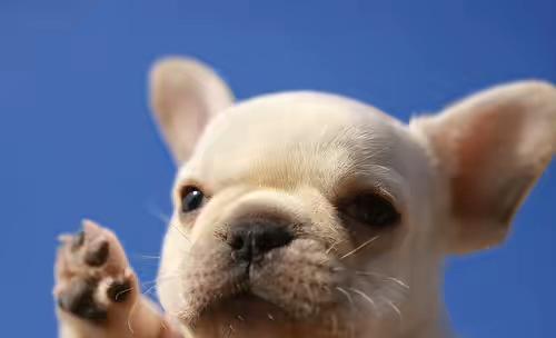 宠物狗的犬瘟病毒怎么治