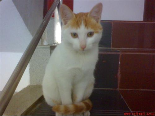 宠物猫怎么老跟着人叫