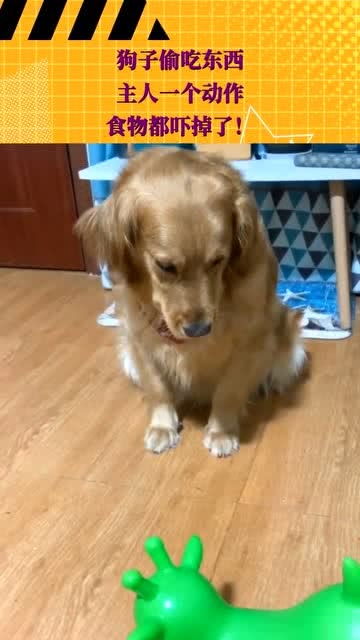 宠物狗偷吃食物怎么办