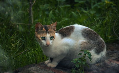 宠物猫繁殖怎么样