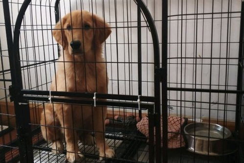 把宠物狗关笼子里怎么办