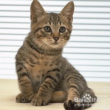 怎么照料宠物猫