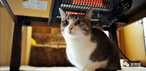 宠物猫冬天怎么过冬