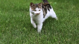 流浪猫大战宠物猫怎么打