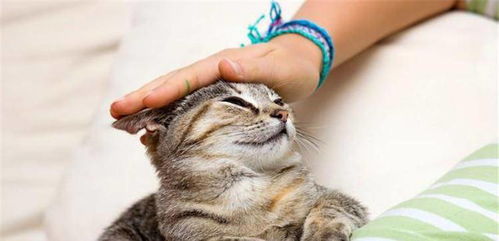 宠物猫怎么清理干净