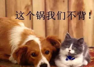 宠物狗养不长肉怎么办呢
