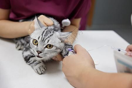 宠物猫怎么接种