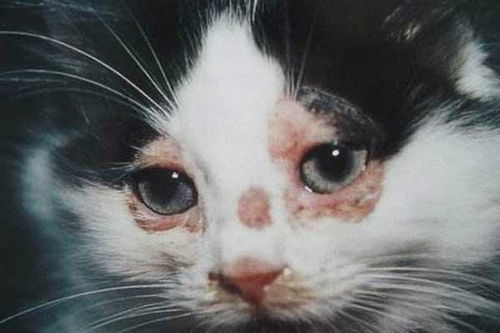 宠物猫怎么会得猫癣