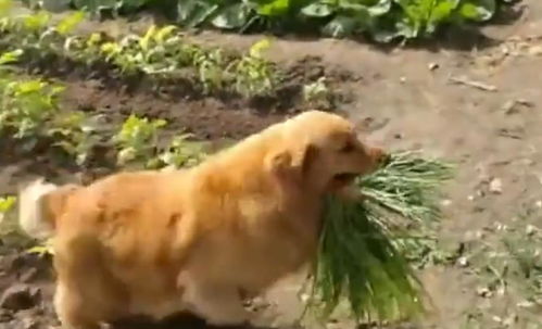 宠物狗回农村打架怎么办