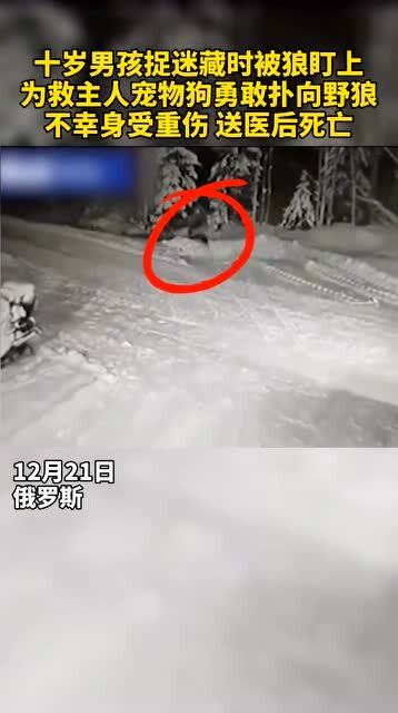 宠物狗以命相搏怎么办啊