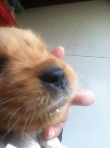 宠物狗鼻子干的怎么回事