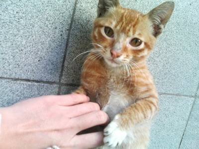 养的宠物猫特别瘦怎么办