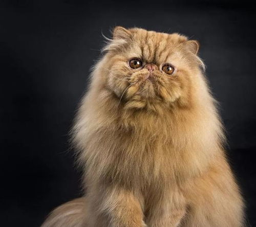 宠物猫怎么跟着人走
