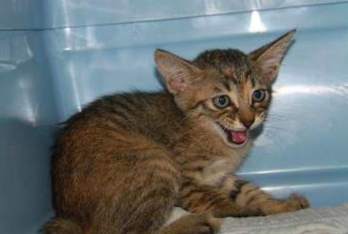 怎么才能领养宠物猫