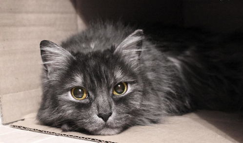 宠物猫怎么做标记