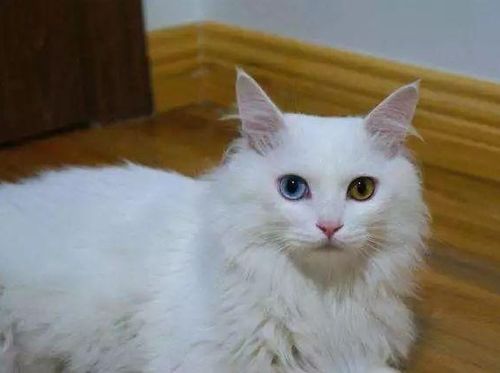 老人怎么选宠物猫养呢