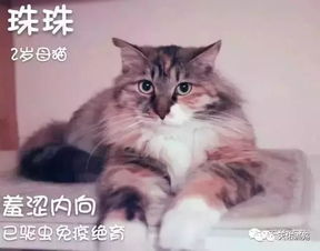 宠物猫怎么领养回家