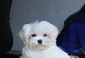 马尔济斯幼犬宠物狗怎么养