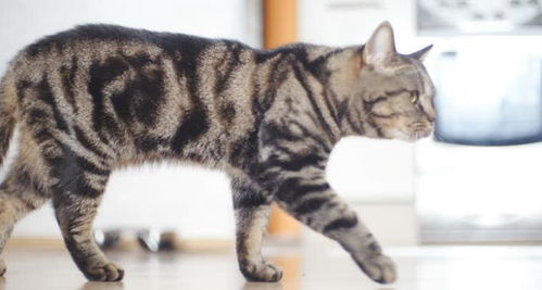 怎么确定是宠物猫