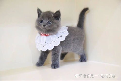 帮宠物猫起名字怎么起好