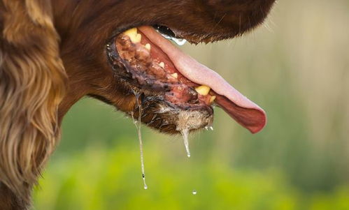 宠物狗怎么会存在狂犬病