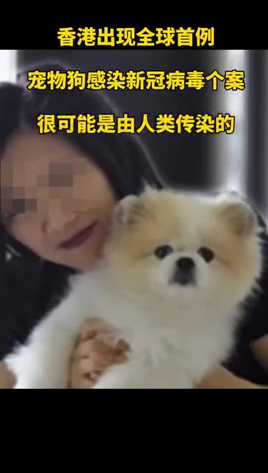 宠物狗新冠感染怎么办啊