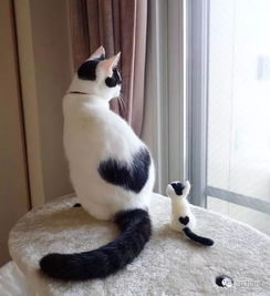 宠物猫迷你版怎么做的