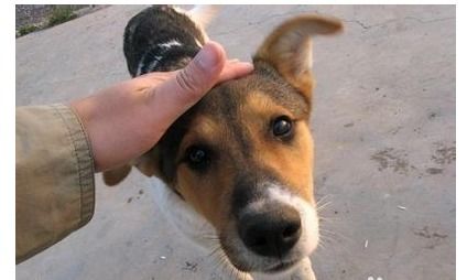 宠物狗被吓着了怎么办
