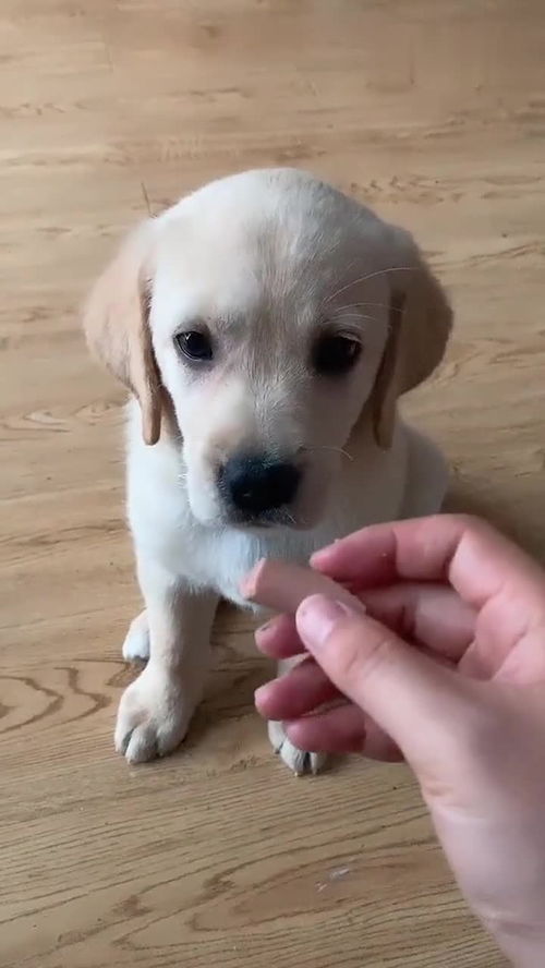 想养一只宠物狗怎么办