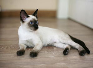 世上怎么有宠物猫