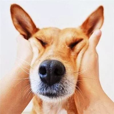 怎么能画宠物狗的脸呢
