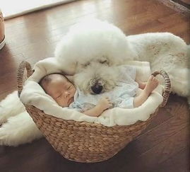 婆婆带走宠物狗怎么办呢