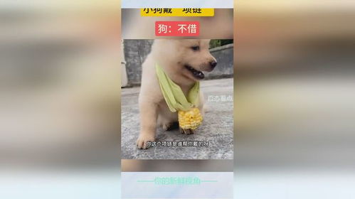 宠物狗用的项链怎么戴的