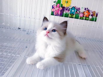 布偶宠物猫怎么卖掉