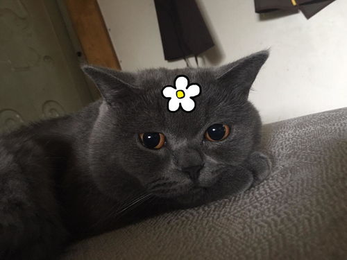 在闲鱼里怎么买宠物猫呢
