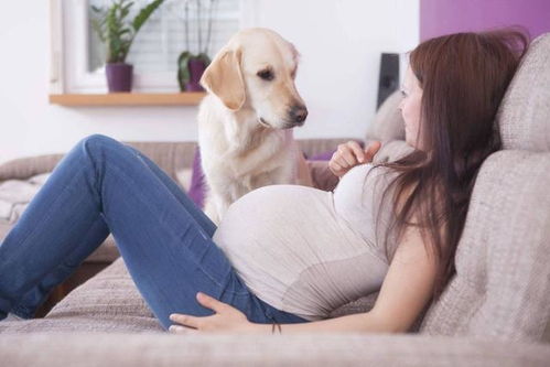 养了宠物狗备孕怎么办呢