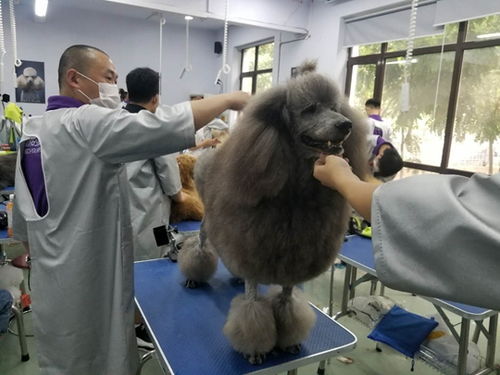 在学校怎么样养宠物狗