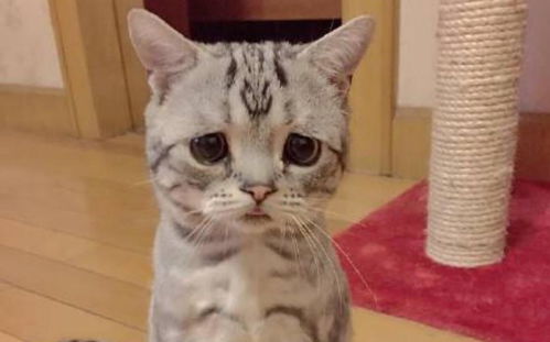 怎么给宝宝养宠物猫