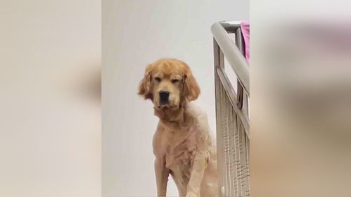 宠物狗和男友吵架了怎么处理