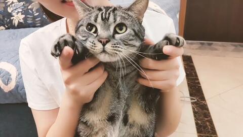 宠物狗猫剃脚毛怎么办呀