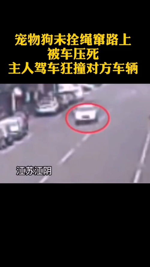 宠物狗窜马路怎么回事啊