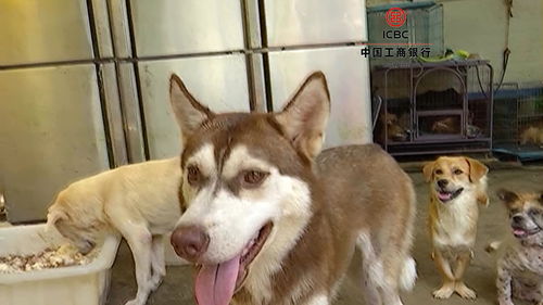 买到病的宠物狗怎么办