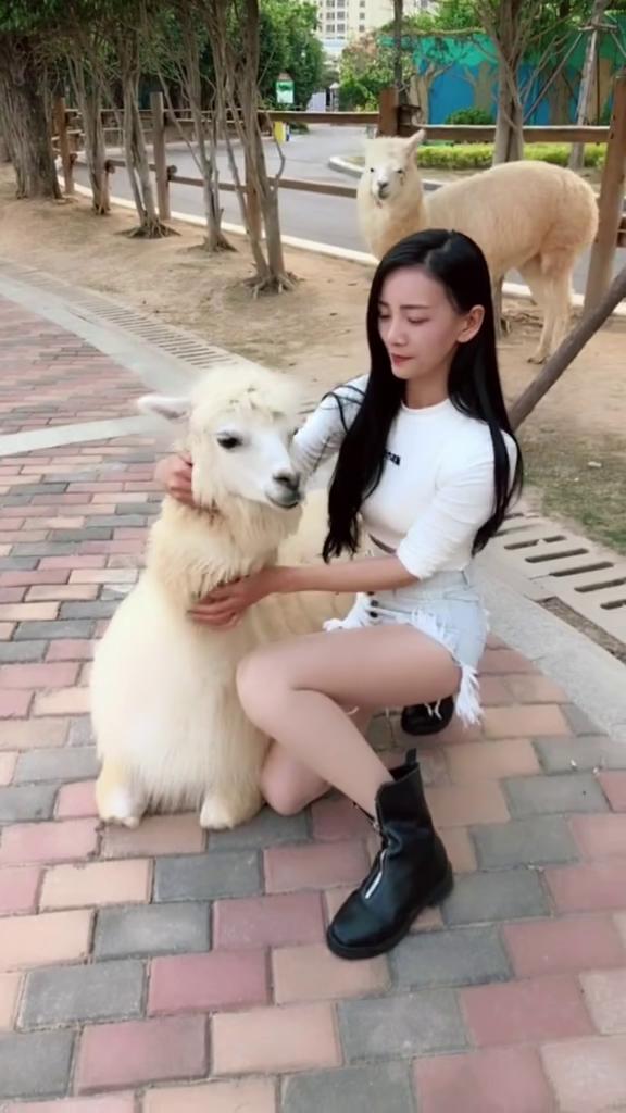 宠物狗不让我抱它怎么办