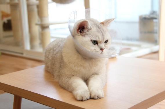 宠物猫病了怎么治
