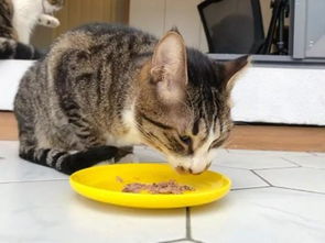 宠物猫怎么吃胖