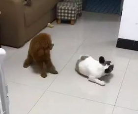 法斗一顿吃多少狗粮