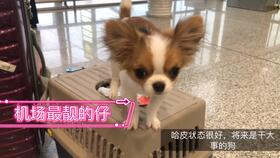 带宠物狗去新疆怎么样