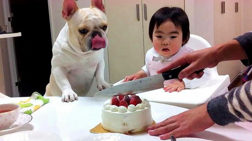 小宠物狗吃蛋糕会怎么样